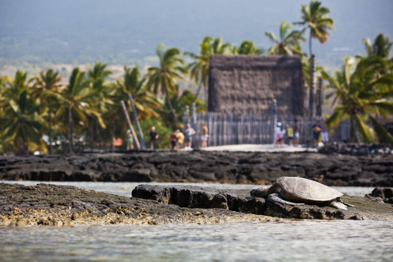 l Big Island Turtle and Kona Coffee Tour