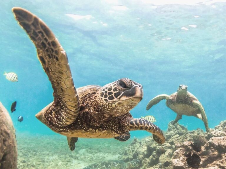 Best Turtle Tours