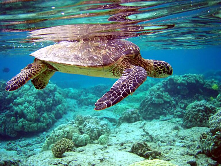 Sea Adventure
